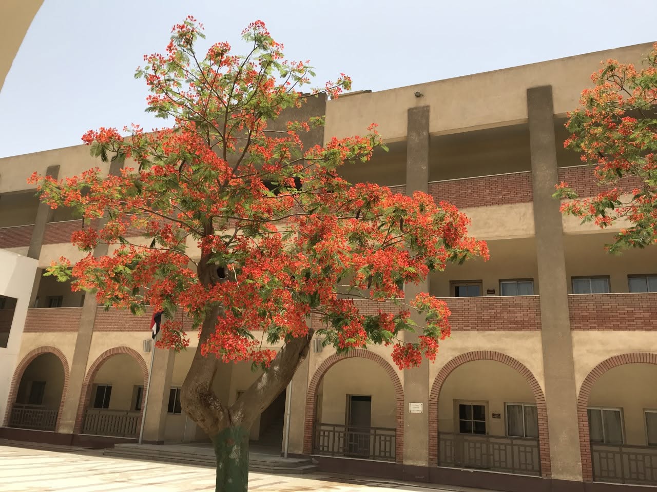 The school building framed by a flame tree in bloom